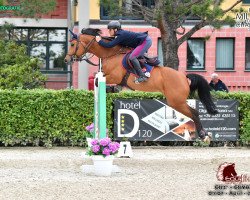 broodmare California del Rilate (Holsteiner, 2010, from Sandro Boy)