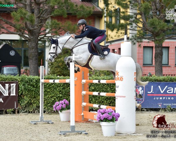 broodmare CASSIRANA DEL RILATE (Holsteiner, 2011, from Cassini I)