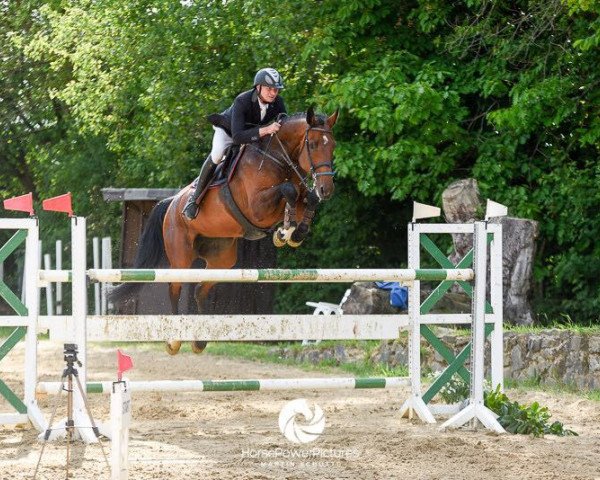 broodmare Zarah 47 (Holsteiner, 2007, from Clearway)
