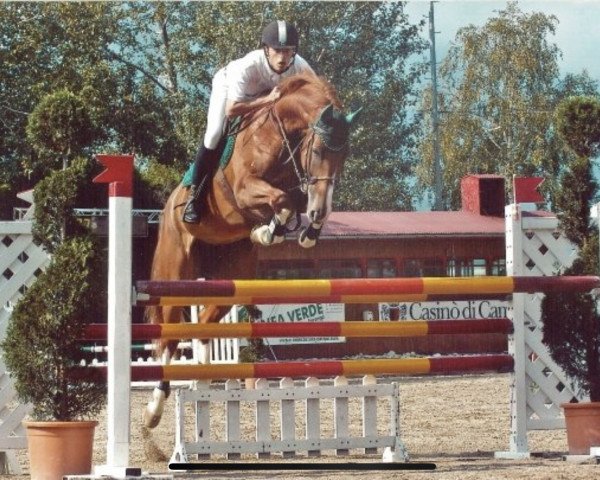 broodmare Silvia (KWPN (Royal Dutch Sporthorse), 1999, from Sable Rose)