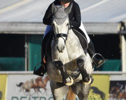 jumper Lady Gaga EW (Oldenburg show jumper, 2015, from Cristallo I)