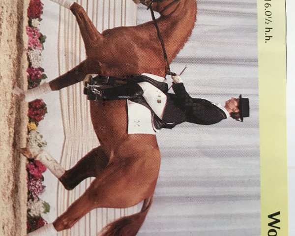 broodmare Wotaria (Hanoverian, 1996, from Weltmeyer)