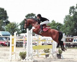 Deckhengst Kadans van de Groenheuvel Dh (Belgisches Reitpony, 2006, von Calipso van de Vondelhoeve)