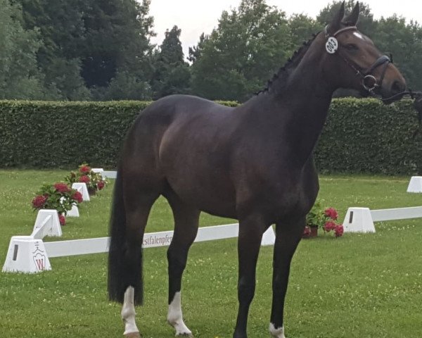 dressage horse Dantina S. (Westphalian, 2016, from Dantano)