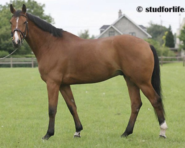 jumper Casimir de La Pomme (Belgian Warmblood, 2002, from Nabab de Rêve)