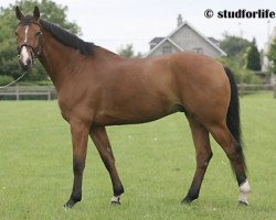 Springpferd Casimir de La Pomme (Belgisches Warmblut, 2002, von Nabab de Rêve)