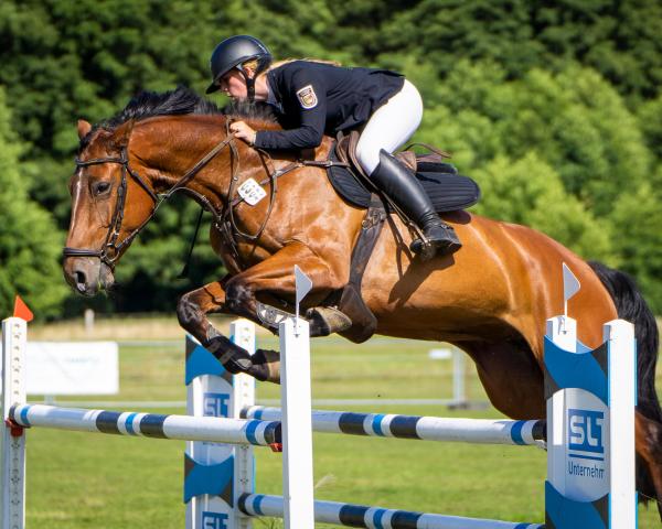 Springhest Kubi 3 (Holstener, 2017, fra Vincent)