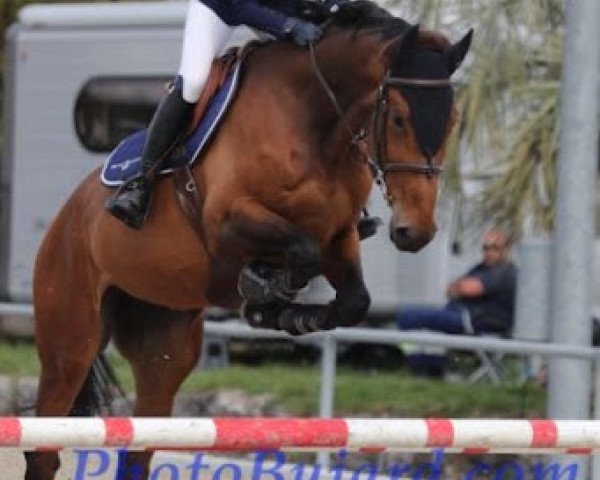 Springpferd Aibene Hoy (Selle Français, 2010, von Tenson van het Lindenhof)