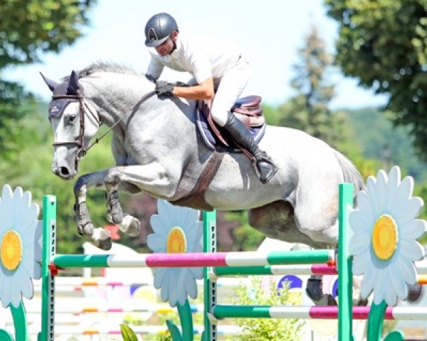 Cavallo da salto Carlita du Suyer (Selle Français, 2012, di Cassini II) Cavallo da salto Carlita du Suyer (Selle Français, 2012, di Cassini II)