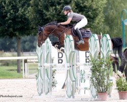 jumper Cachato (Holsteiner, 2015, from Cachas)