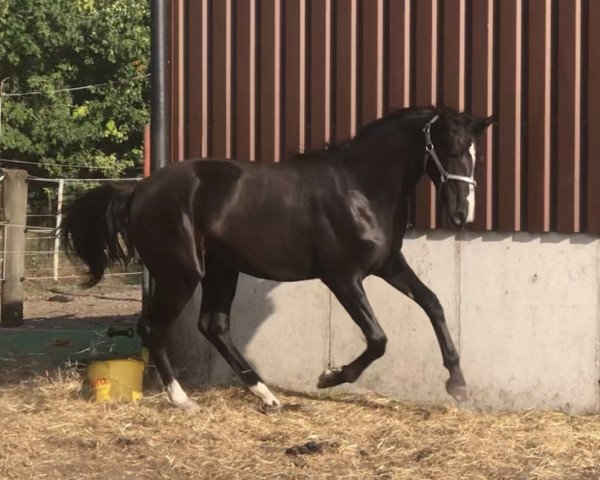 horse Dhanya Dilara (Westphalian, 2019, from Don Martillo)