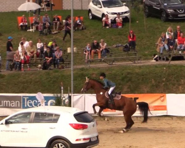 Witzheldener Reitertage 2014