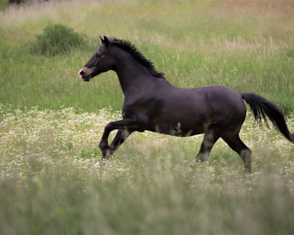 Pferd Merlin (Deutsches Reitpony, 2001, von Mozart)