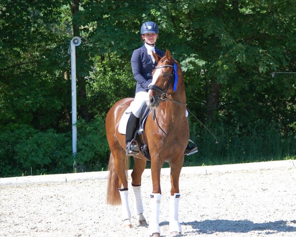 Pferd Don Caballo MF (Österreichisches Warmblut, 2010, von Don Schufro)