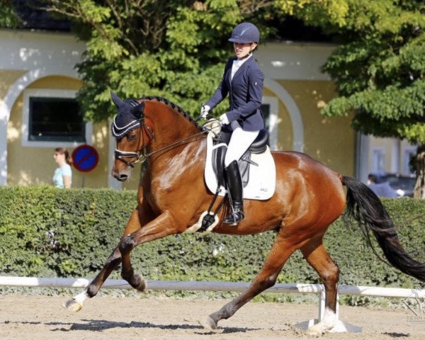 Dressurpferd Franztastic Cs (Österreichisches Warmblut, 2014, von Franziskus FRH)