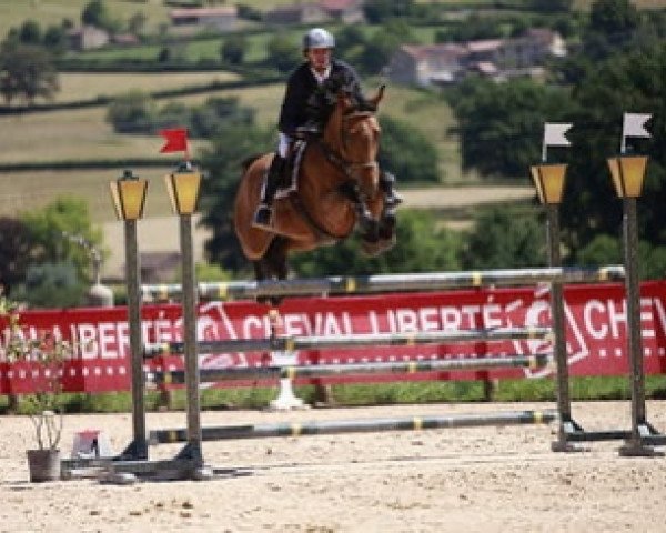 Springpferd Charade Hoy (Selle Français, 2012, von Vito M)
