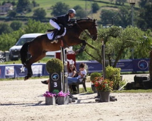 jumper Carlin Hoy (Selle Français, 2012, from Litchi Hoy)