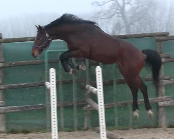 horse Callot Hoy (Selle Français, 2012, from Litchi Hoy)
