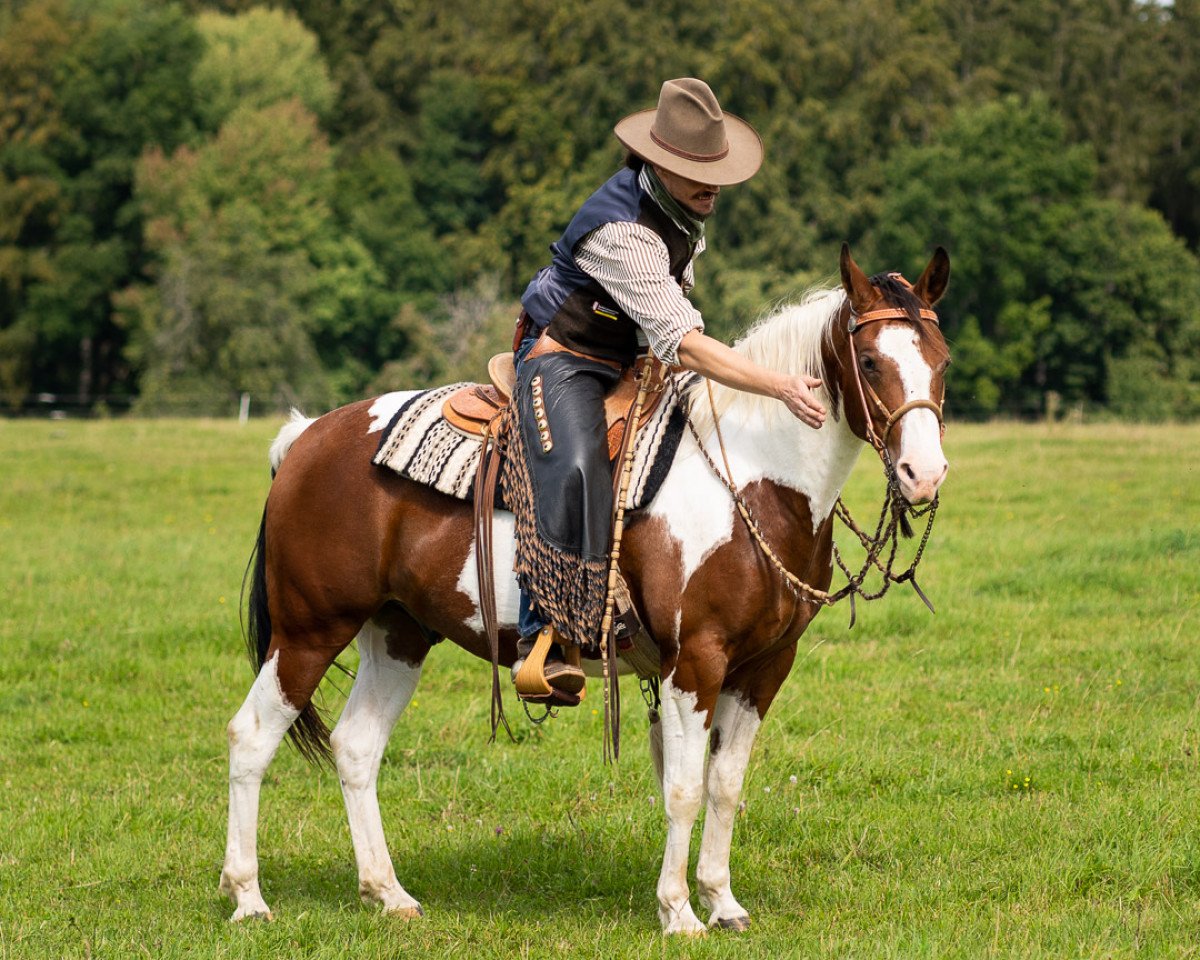 horse Dreamy (Paint Horse, 2014, from Quixotes Mastr N Risk)