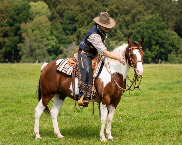 horse Dreamy (Paint Horse, 2014, from Quixotes Mastr N Risk)