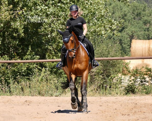 jumper Samy de Luxe 7 (Hanoverian, 2015, from FRH Schorsch)