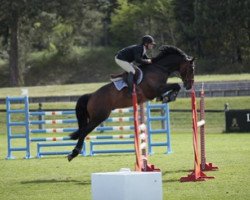 stallion Castor Hoy (Selle Français, 2012, from Litchi Hoy)