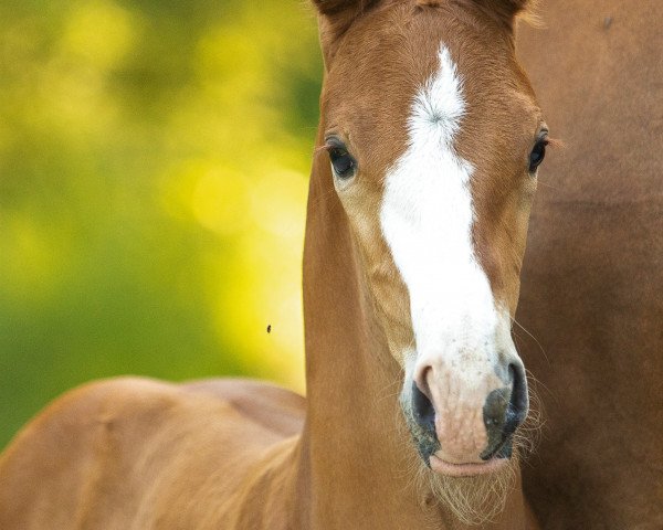 Pferd Springsteen (Hannoveraner,  , von Springbank II VH)