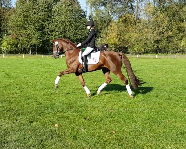 dressage horse Batida de Coco 73 (Westphalian, 2010, from Blickpunkt 4)