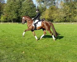 dressage horse Batida de Coco 73 (Westphalian, 2010, from Blickpunkt 4)