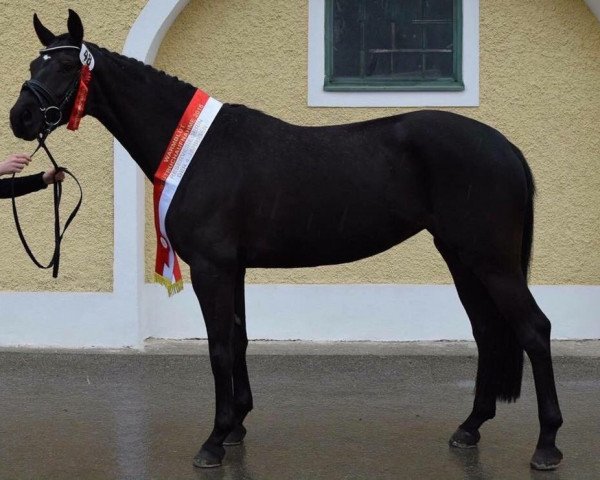 broodmare Amulett (Austrian Warmblood, 2012, from Fürst Fugger)