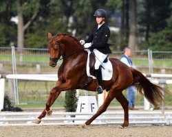 stallion DSP Marian Von Bellin (German Sport Horse, 2017, from Morricone)