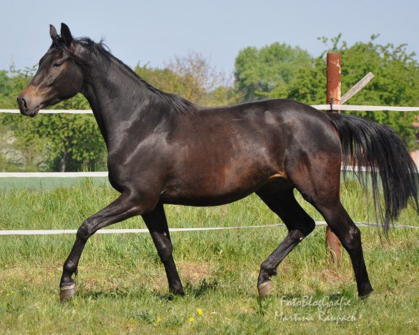 broodmare Novelle (Trakehner, 2016, from Octavian)
