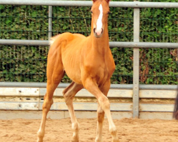 horse New Motion (Trakehner, 2017, from High Motion 2)