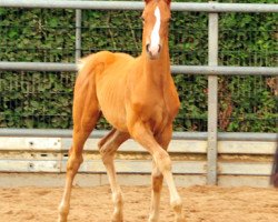 Pferd New Motion (Trakehner, 2017, von High Motion 2)