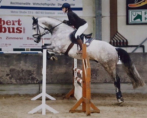 jumper Crocket 33 (Westphalian, 2010, from Camax L)