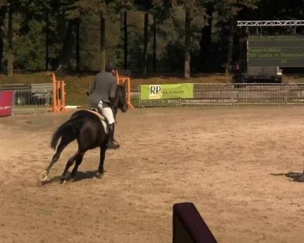Wickrather Reitertage 2014
