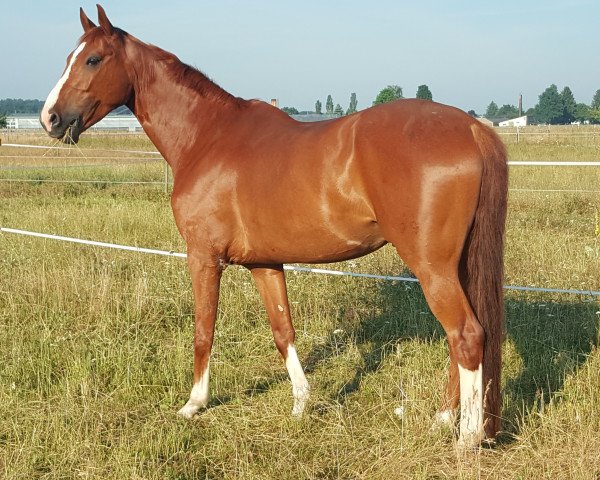 horse Lexus 79 (German Warmblood, 2009, from Londontime)