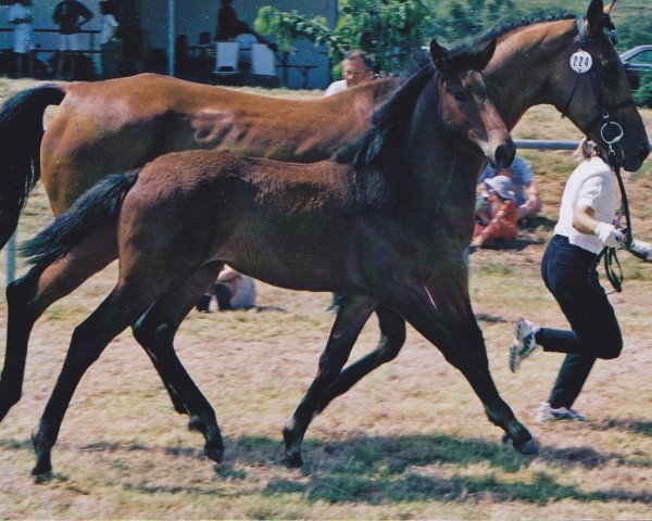 horse Showtime (Württemberger, 2002, from Samos)