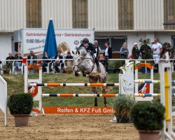 jumper Chulo Campino (Holsteiner, 2011, from Calido I)