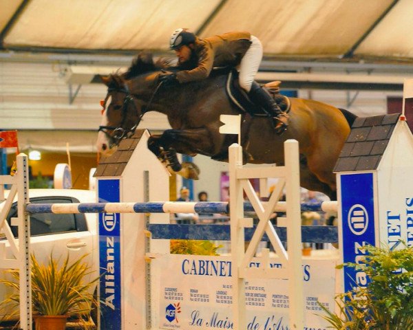 jumper Niak D'Amaury (Selle Français, 2001, from Hockey Bleus d'Amaury)
