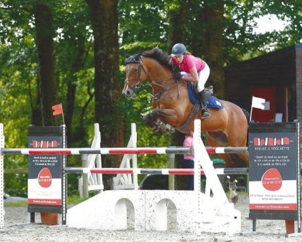 horse Rahan d'Amaury (Selle Français, 2005, from Kama d'Amaury)