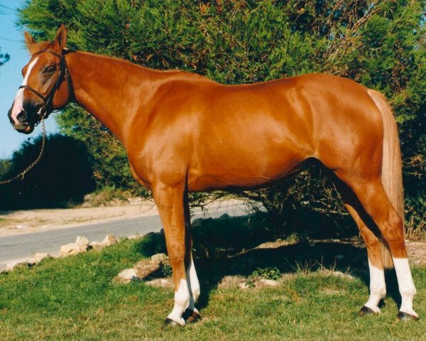 broodmare Bianca d'Amaury (Selle Français, 1989, from Quidam de Revel) broodmare Bianca d'Amaury (Selle Français, 1989, from Quidam de Revel)