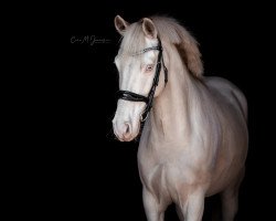 dressage horse Why Not Willi 4 (German Riding Pony, 2013, from Wilky May FH)