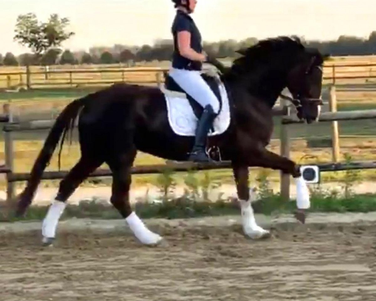 dressage horse Hall of Fame BS (Oldenburg, 2016, from Hampton)