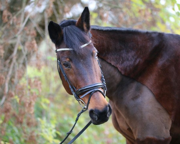 Zuchtstute Stella (Hessisches Warmblut, 1998, von Stargate) Zuchtstute Stella (Hessisches Warmblut, 1998, von Stargate)