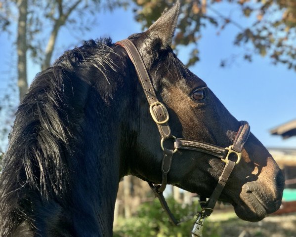 broodmare Adina (Holsteiner, 2007, from Acolord)