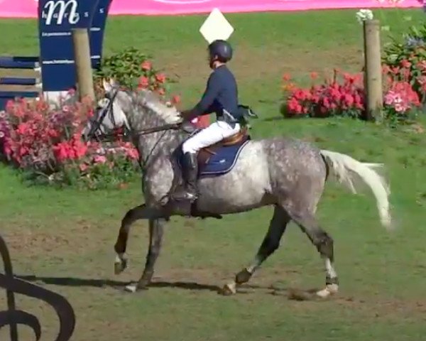 Pferd Venceslas de Mars (Selle Français, 2009, von Cook du Midour AA)