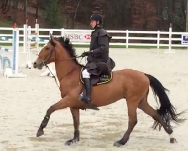 horse Cornelius de Mars (Selle Français, 2012, from Vauban de Ste Hermelle)