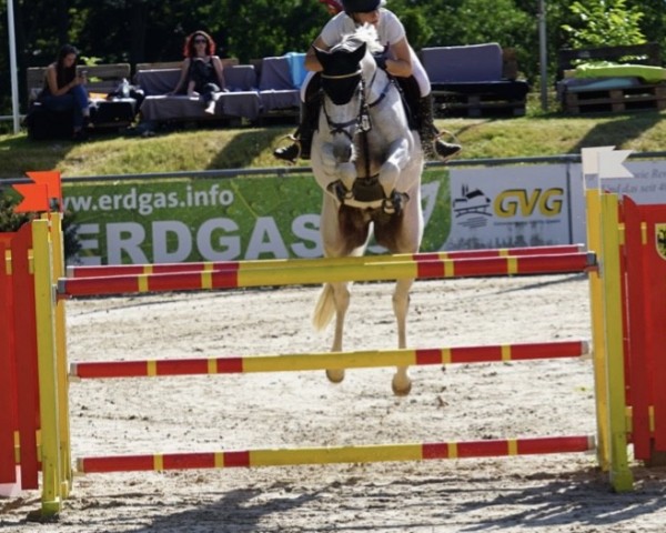 jumper Cometo (Holsteiner, 2008, from Casall Ask)