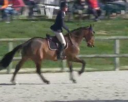 jumper Chonchon de Mars (Selle Français, 2012, from Dollar de la Pierre)